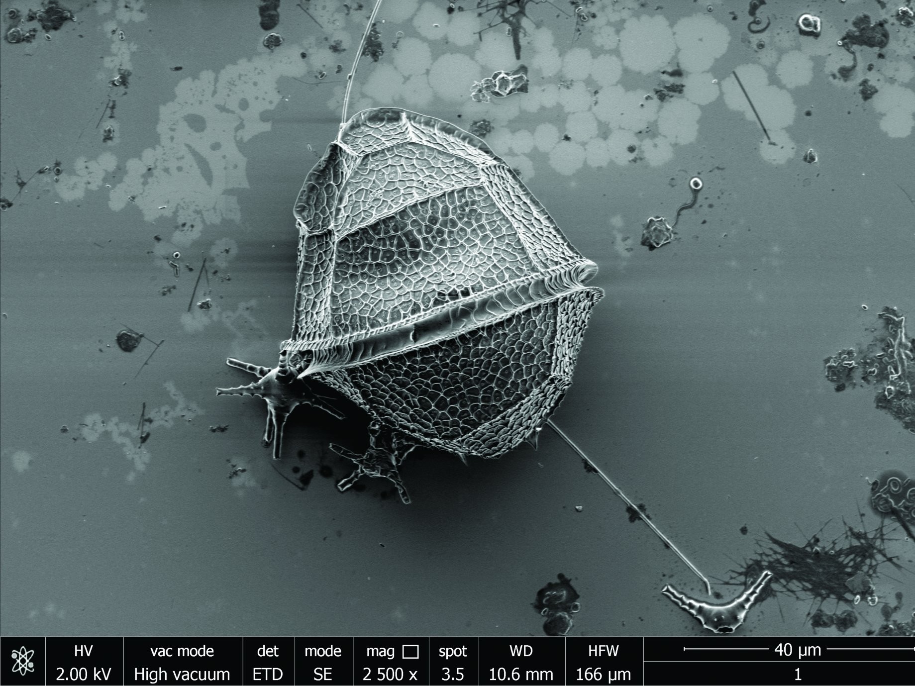 SEM-Aufnahme eines Dingflagellaten (© Max-Planck-Institut für Marine Mikrobiologie Bremen, Sten Littmann )