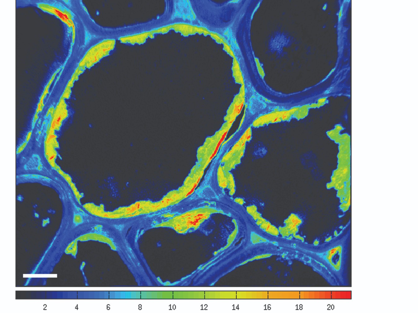 NanoSIMS-Scan von einem Seegraswurzel-Querschnitt (© Max-Planck-Institut für Marine Mikrobiologie Bremen, S. Littmann, N. Lehnen )