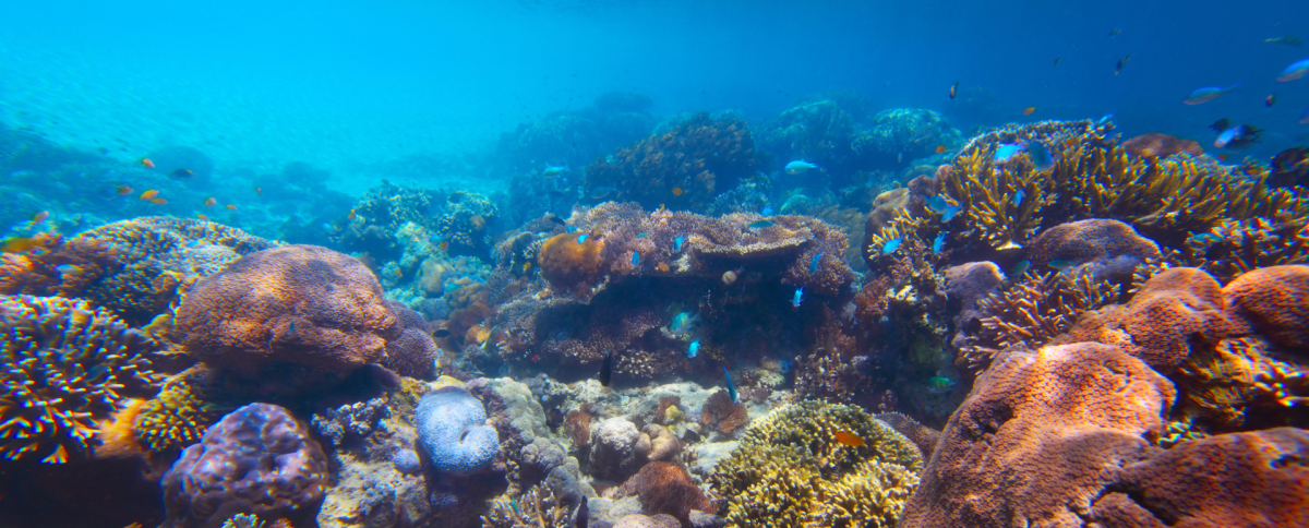 View of a coral reef