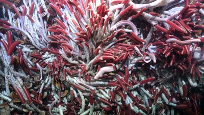 A large cluster of tubeworms at Fava Flow Suburbs, a site on the East Pacific Rise 2,500 meters deep. (CC BY-NC-SA Schmidt Ocean Institute)