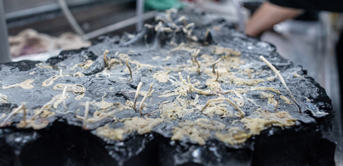 A rock crust sample, upside down, reveals Oasisia and Riftia tubeworms, as well as other organisms. (CC BY-NC-SA Mónika Naranjo-Shepherd, Schmidt Ocean Institute)