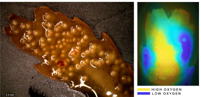 Ein Exemplar des Seetangs Fucus serratus und die Sauerstoffkonzentration auf seiner Oberfläche. (© Soeren Ahmerkamp/Max-Planck-Institut für Marine Mikrobiologie)