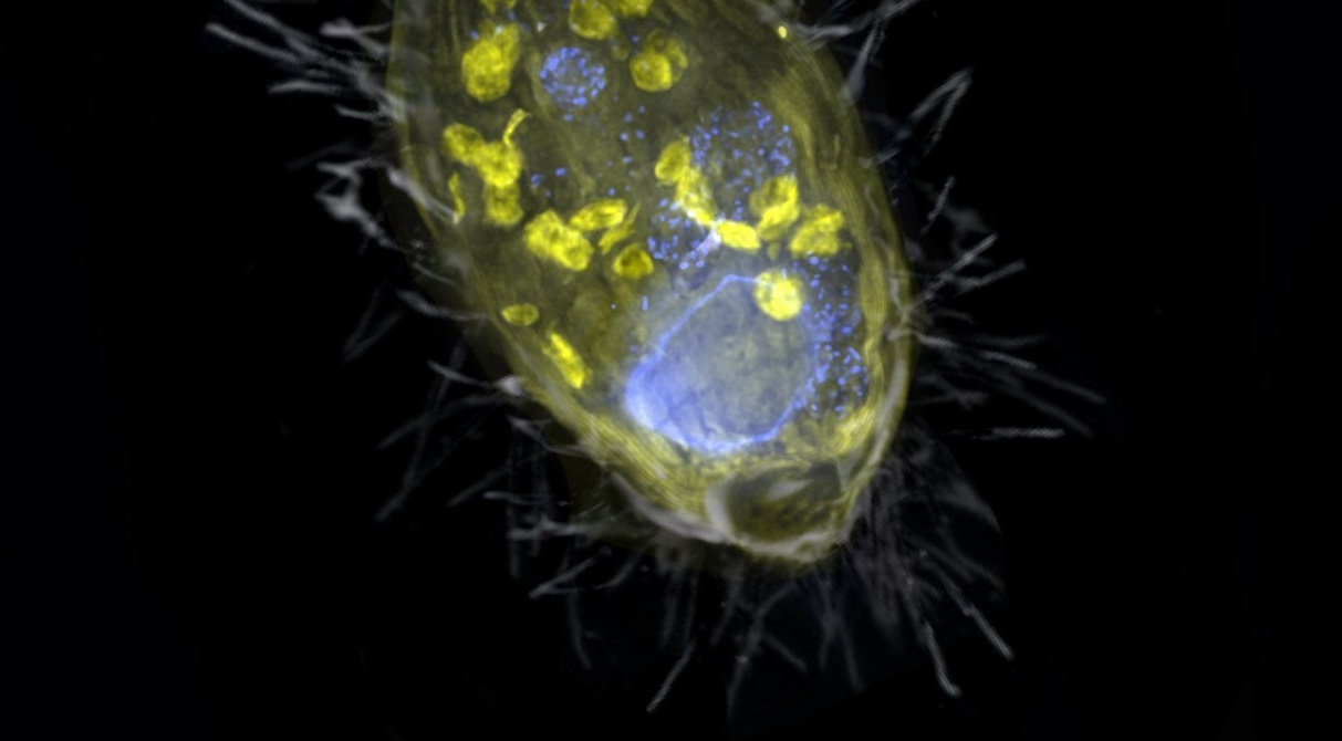 llustration of the initially discovered endosymbiont 