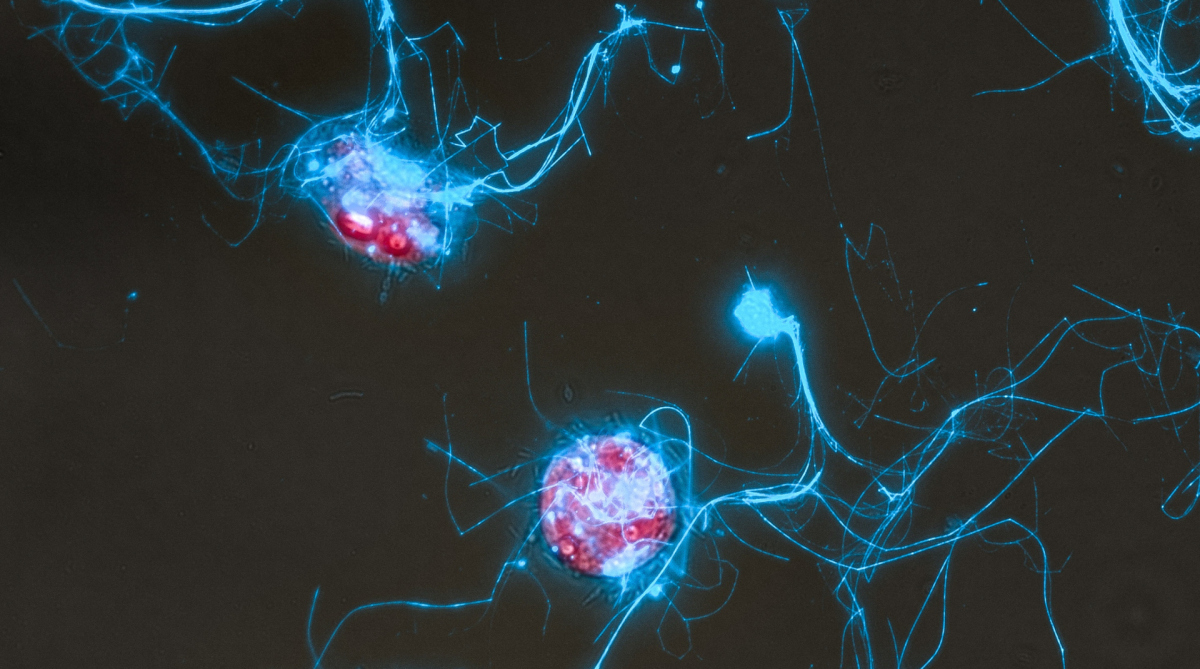 Depiction of the diatom Conticribra weissflogii (red) and the sugar polymer structures it secretes (blue). (© Marlene Reich, 2024)