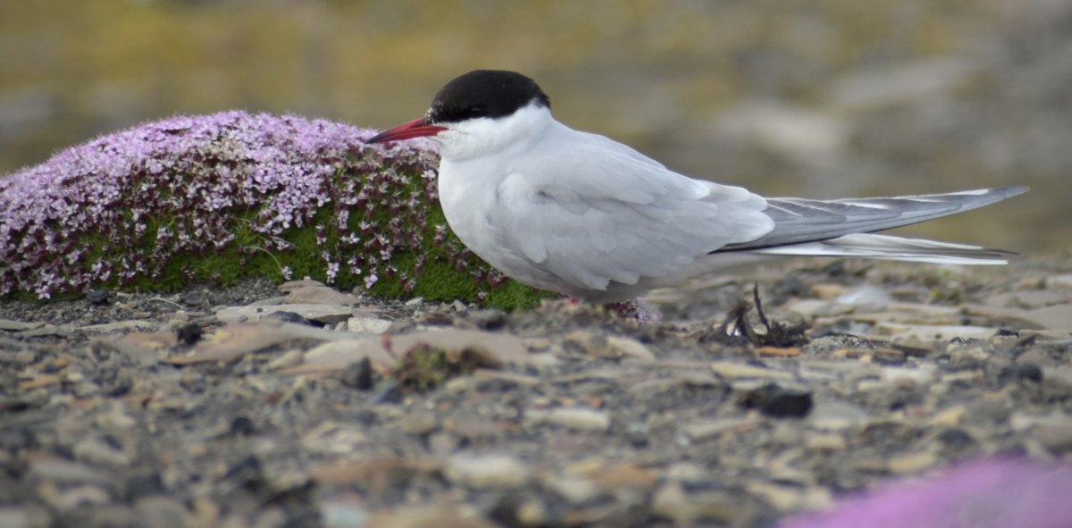 Arctic tern