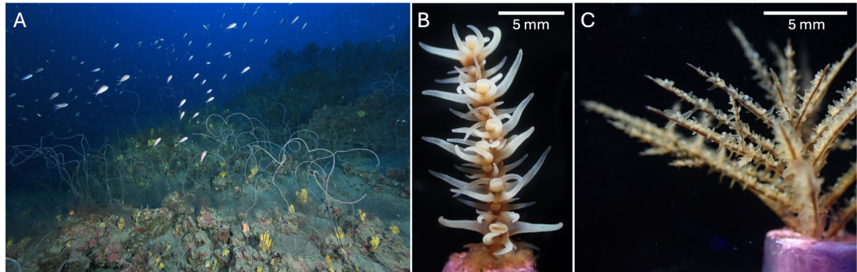 Black coral