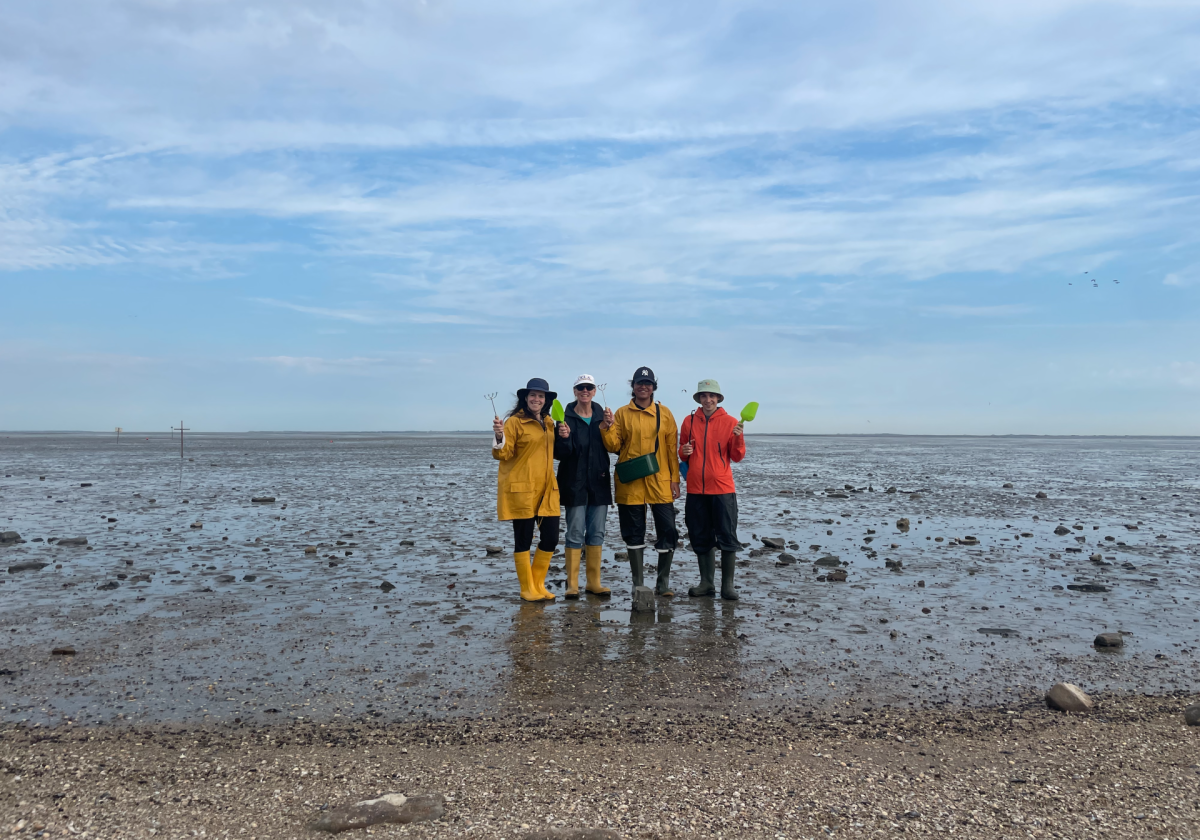 Field campaign to collect cockles during summer 2026.