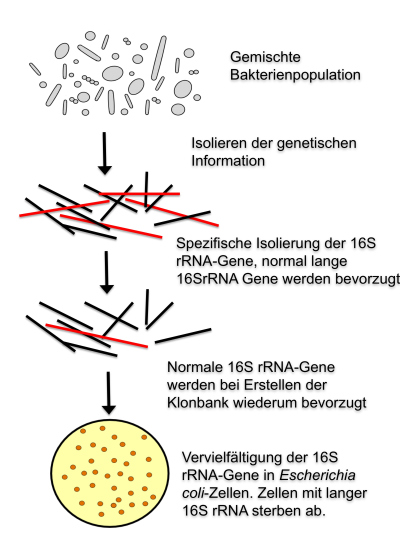 28.02.2012 Introns found in bacterial 16S rRNA