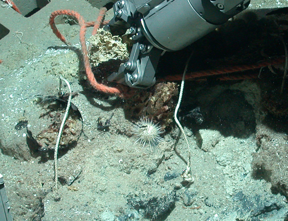 Sampling of highly degraded logs with ROV QUEST.