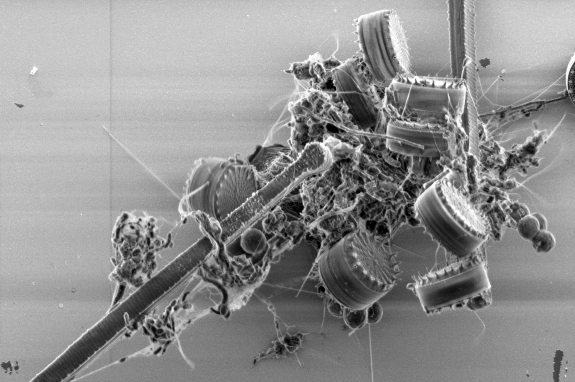 Diatom and bacterial aggregate