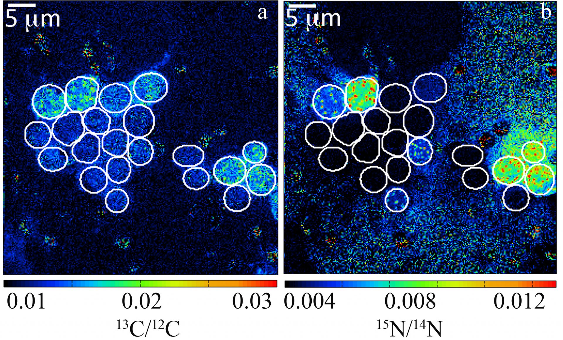 Measuring Carbon (a) and Nitrogen (b) fixation from colonial Crocosphaera watsonii cells using NanoSIMS imaging. (Foster at al., 2013)