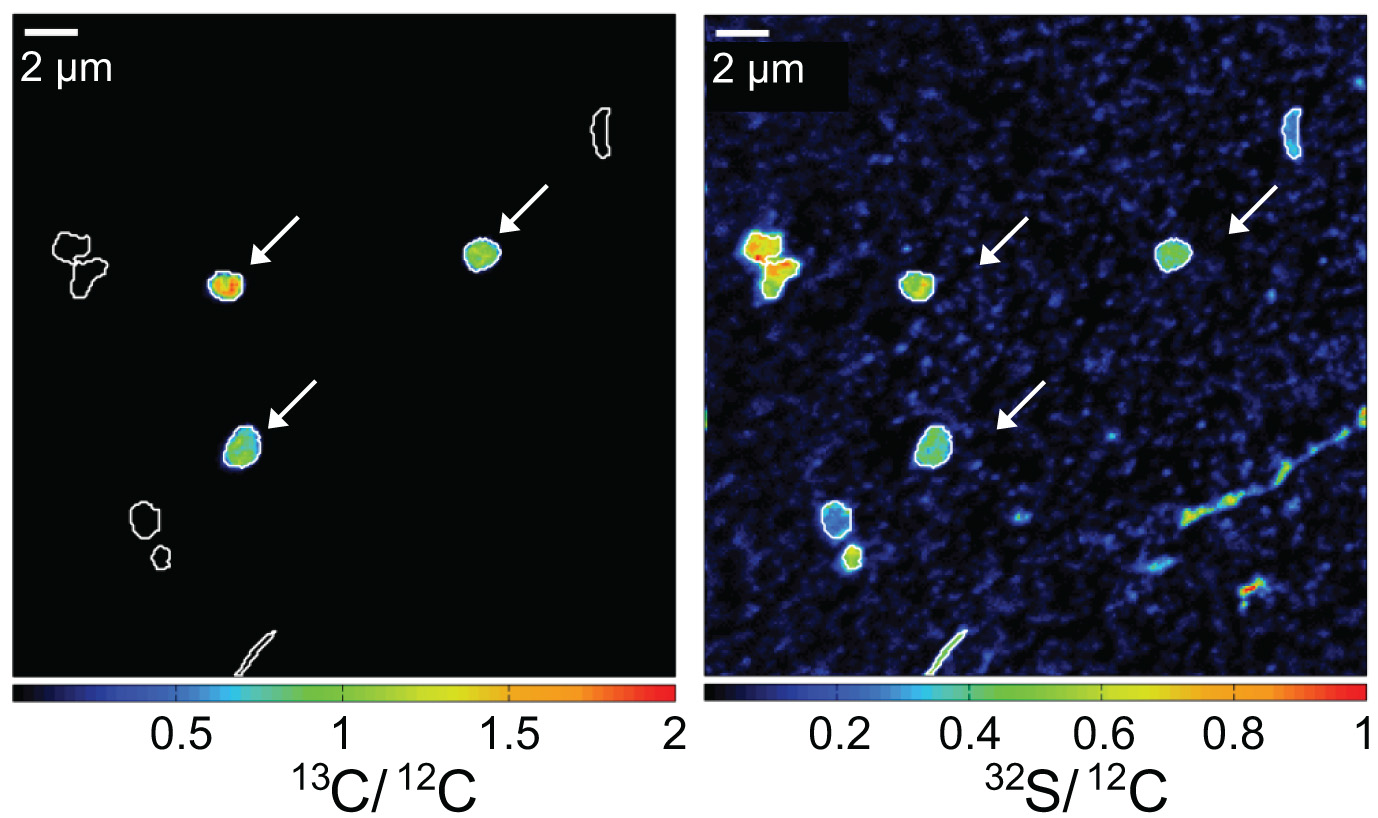 Methane uptake by aerobic methanotrophic gamma-proteobacteria from Lake Cadagno (from Milucka et al., 2015).