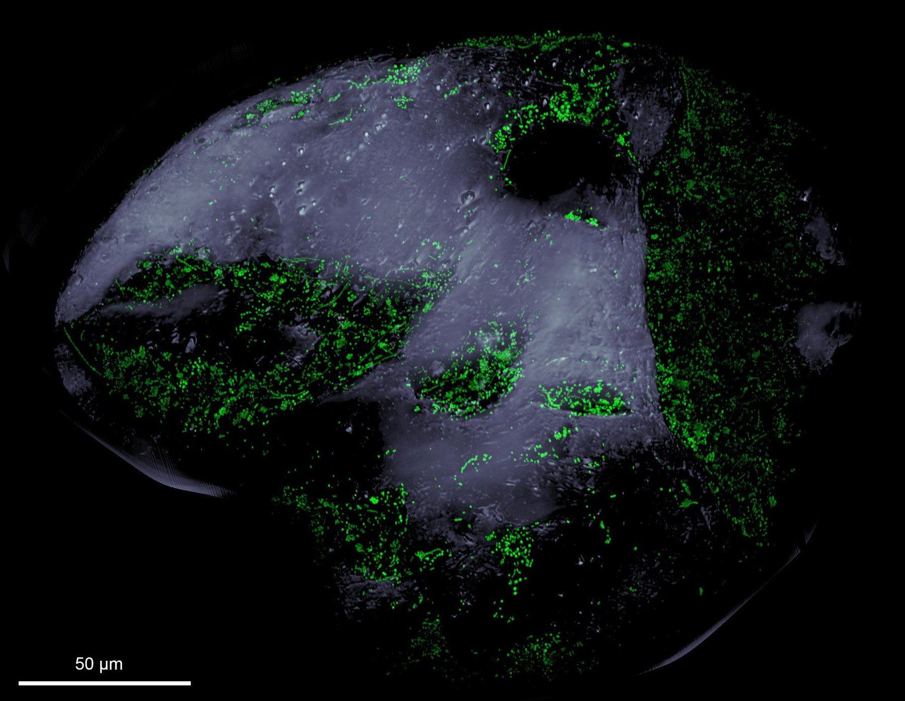 Microbes on a sand grain