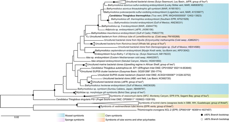 Phylogenetic tree of Candidatus Thioglobus thermophilus and related free-living and host-associated sulfur oxidizers.