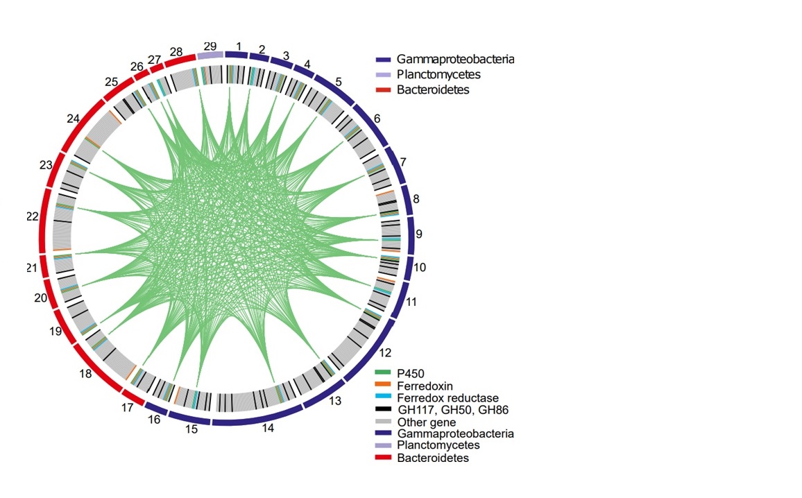 Grafik: Genomanalyse mariner P450-Enzyme