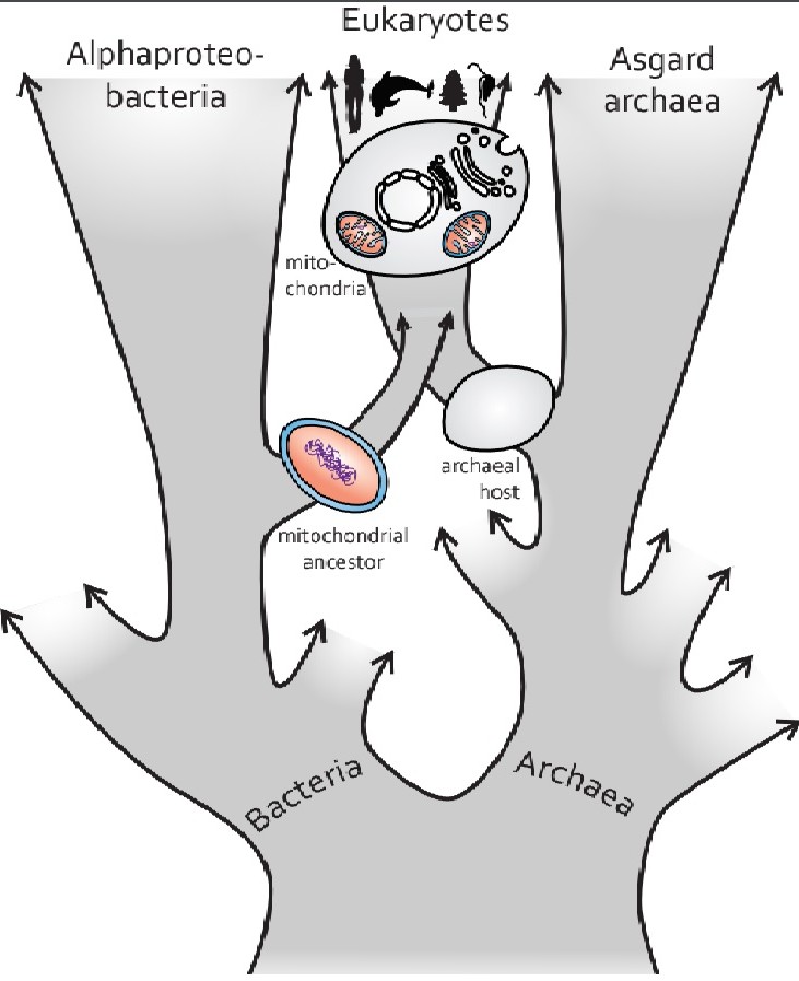 Neue Hypothese über den Ursprung von Mitochondrien