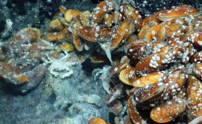 Deep-sea Bathymodiolus mussels are found worldwide at hydrothermal vents and cold seeps. The mussels live in symbiosis with beneficial bacteria that provide them with nutrition. The mussels also have a pathogenic bacterium that infects their nuclei. Intri