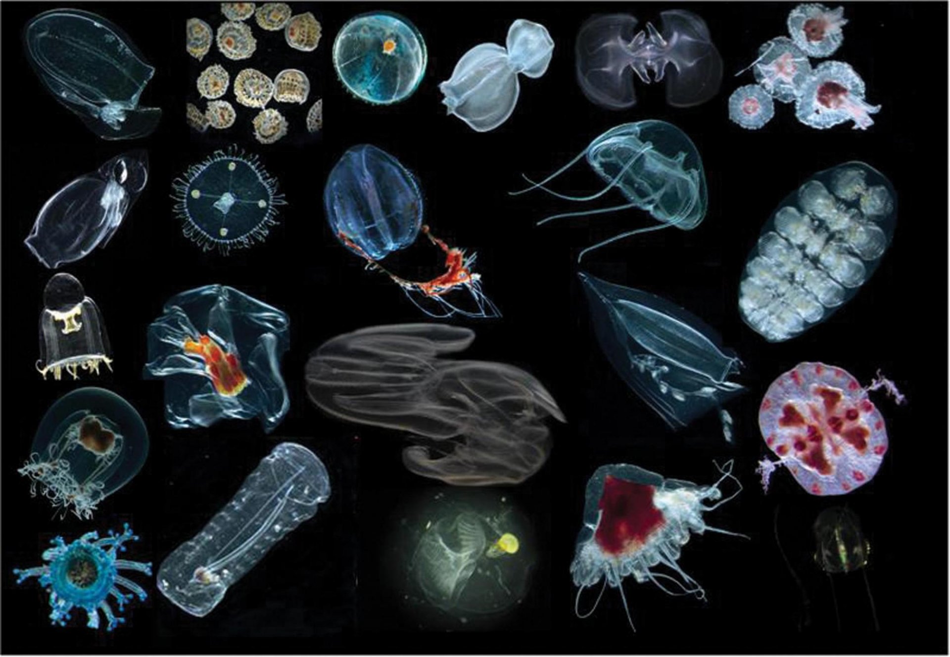 Plankton (© C. Jaspers & R. R. Hopcroft)