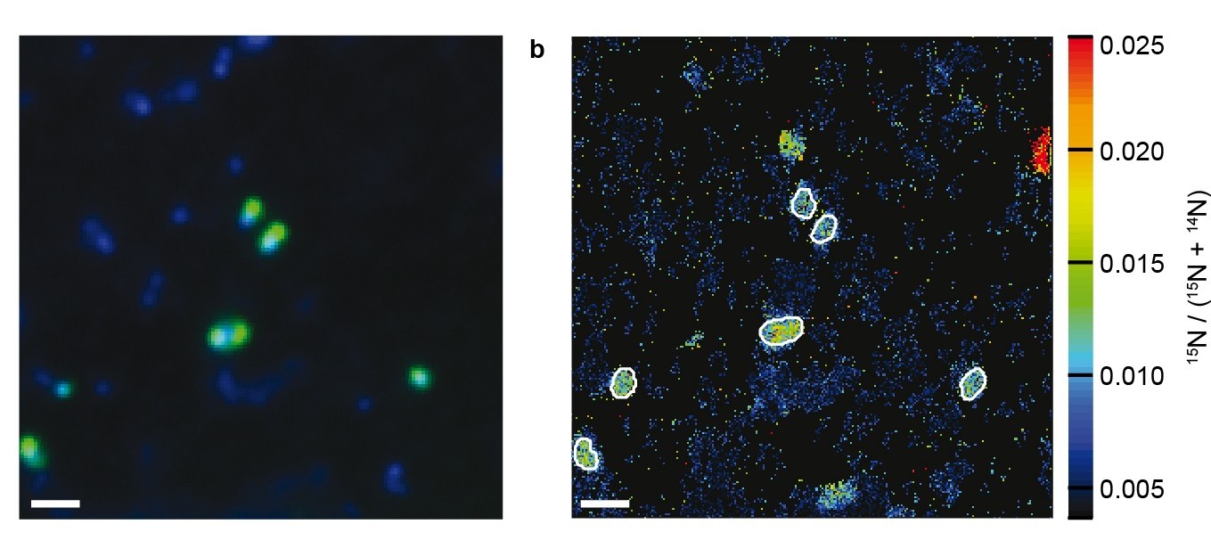 Figure caption 1: Single-cell images of environmental marine ammonia oxidizing archaea. Panel (a) identifies the ammonia oxidizing archaea (green) and surrounding cells (blue), panel (b) reveals their uptake of cyanate. This can be determined with NanoSIMS, a technology that provides highly detailed insights into the activity of single cells. Ammonia oxidizing archaea are marked by white outlines. Scale bar is 1 μm. (Copyright: Max Planck Institute for Marine Microbiology/K. Kitzinger)  Figure caption 2: Samples for this study were taken in den Gulf of Mexico. (Copyright: Max Planck Institute for Marine Microbiology/K. Kitzinger)