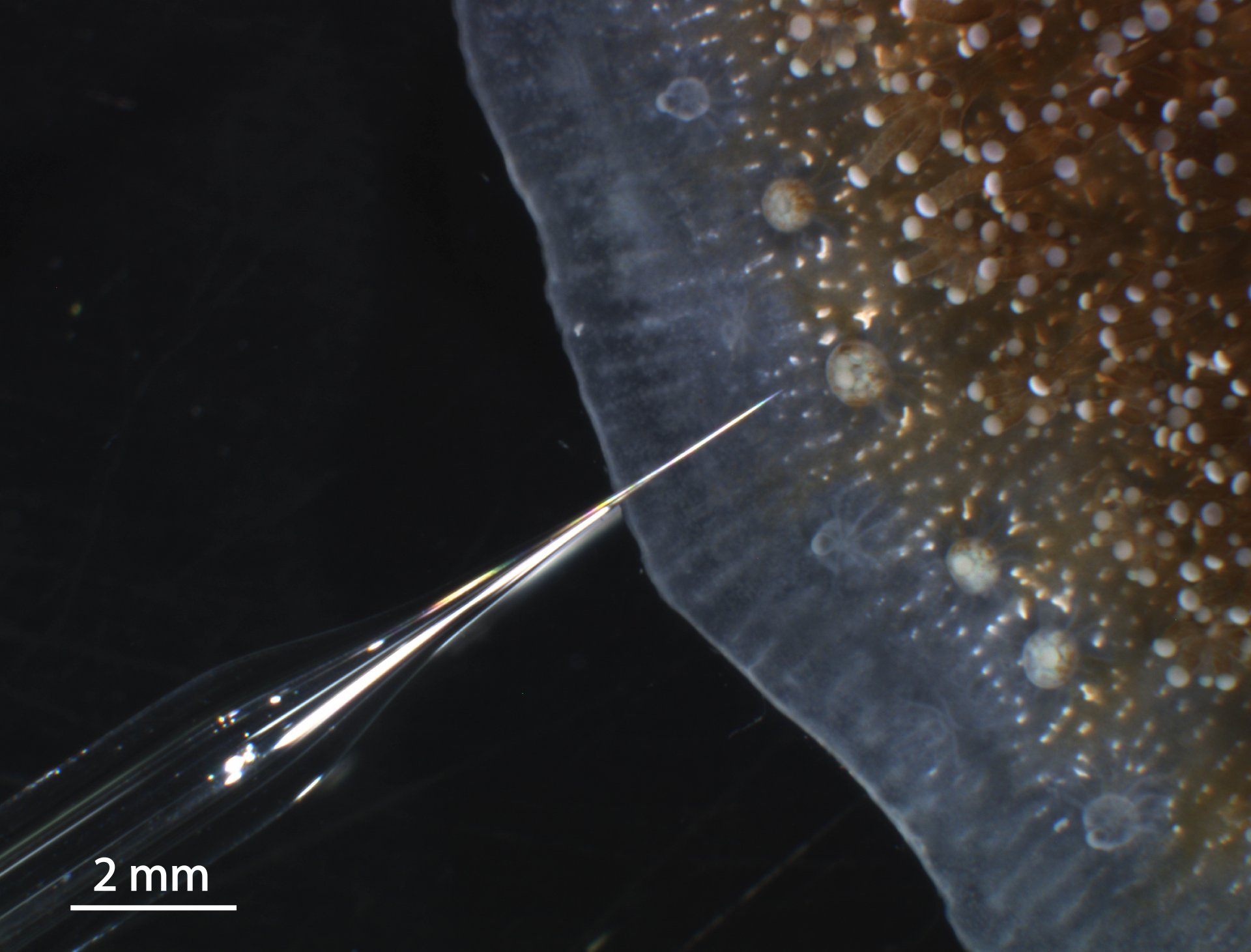 Mikrokolonie der Koralle Stylophora pistillata, auch Griffelkoralle genannt, mit Mikrosensor