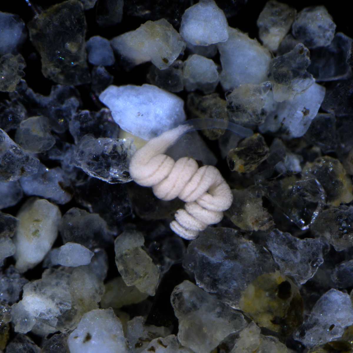 Paracatenula ist ein mariner Plattwurm, der in den Sedimenten warmer Regionen lebt. Man findet ihn rund um den Globus überall dort, wo es Sand unter geschützten Bedingungen gibt – beispielsweise in Seegraswiesen, Korallenriffen oder Mangroven. Die weiße Färbung von Paracatenula ist ihren symbiotischen Bakterien zu verdanken, denn diese tragen eine Vielfalt von Speicherstoffen in sich. © Oliver Jäckle/Max-Planck-Institut für Marine Mikrobiologie