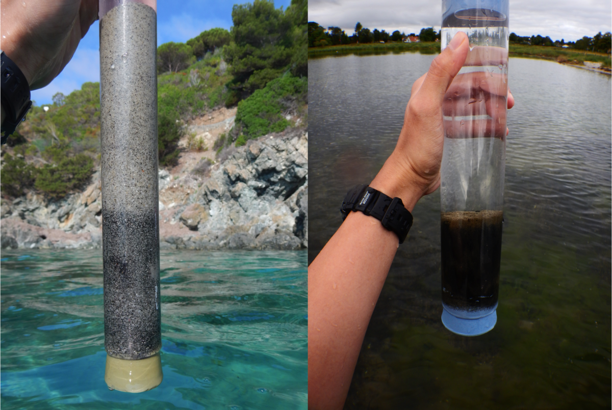 Probennahme von Kentrophoros in Elba, Italien, und Nivå, Dänemark (Quelle: Brandon Seah (links), Silke Wetzel (rechts) / Max-Planck-Institut für Marine Mikrobiologie)