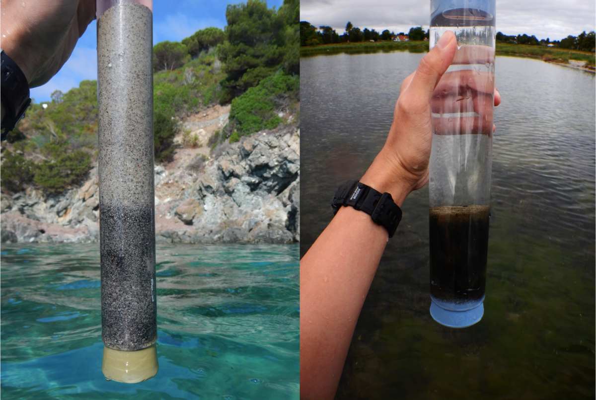 Sampling for Kentrophoros in Elba, Italy and Nivå, Denmark (Source: Brandon Seah (left), Silke Wetzel (right) / Max Planck Institute for Marine Microbiology)