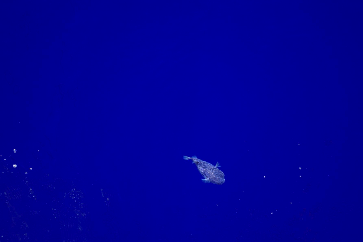 An Silvester bekamen die Forschenden Besuch von diesem Kugelfisch. „Das Wasser im Südpazifischen Wirbel ist unglaublich blau“, schwärmt Fahrtleiter Tim Ferdelman. „Man kann sehr tief ins Wasser sehen, es ist wirklich wunderschön.“ (© Tim Ferdelman / Max-Planck-Institut für Marine Mikrobiologie)