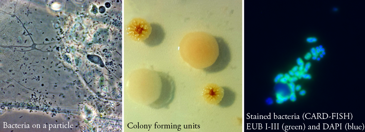 Example of light microscopy, cultivation and staining of particle-associated bacteria.