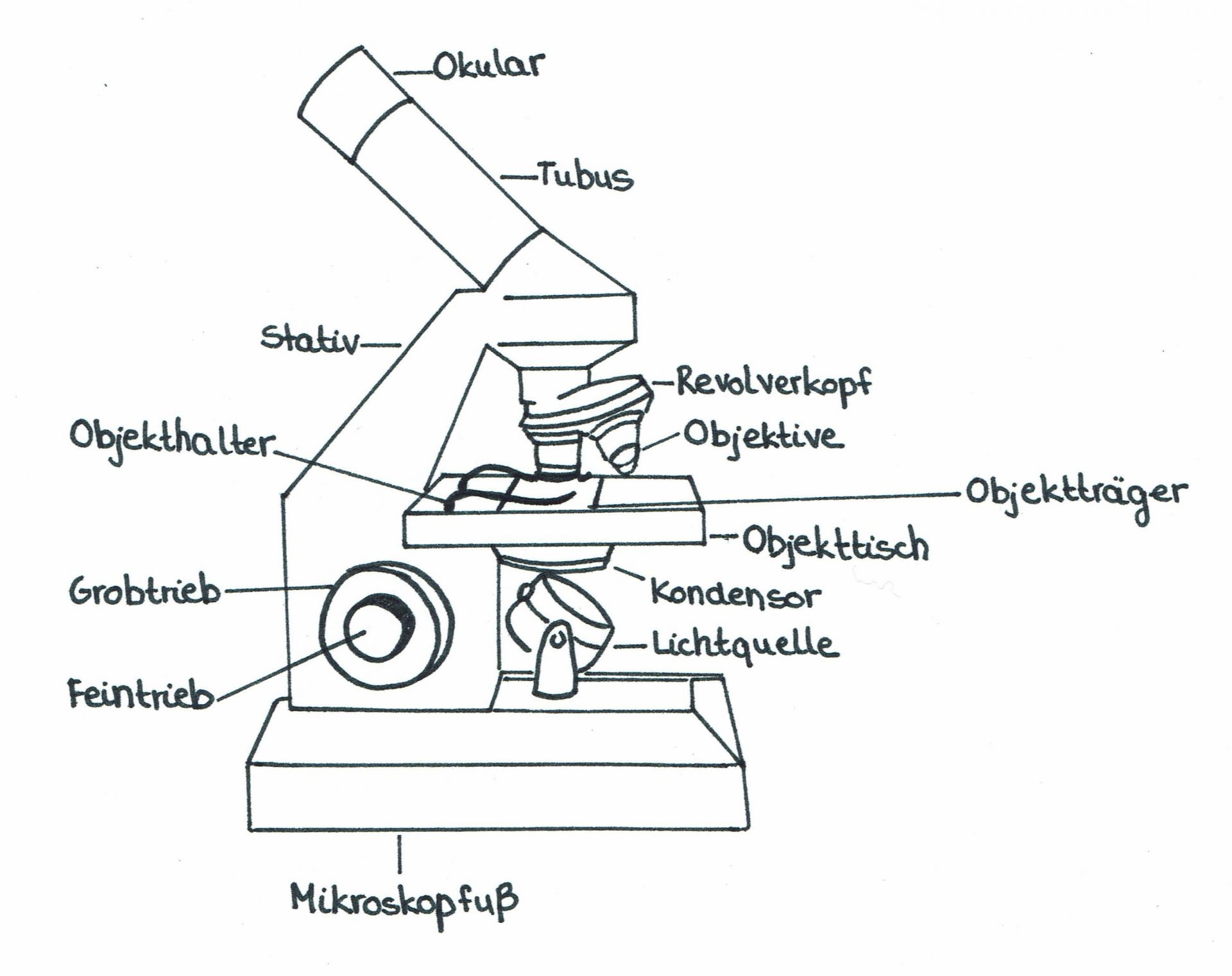 Lichtmikroskop