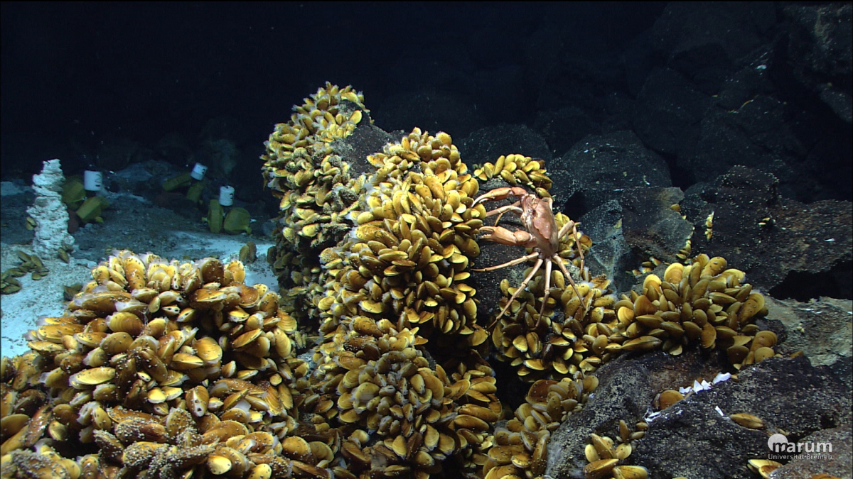Bathymodiolus-Muscheln und andere Bewohner der Hydrothermalquellen am Mittelatlantischen Rücken vor der Küste der Azoren. (© MARUM – Zentrum für Marine Umweltwissenschaften, Universität Bre¬men)