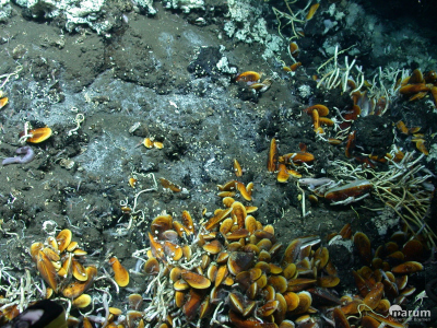 Muscheln an einem Ölaustritt im Golf von Mexiko. (© MARUM – Zentrum für Marine Umweltwissenschaften)