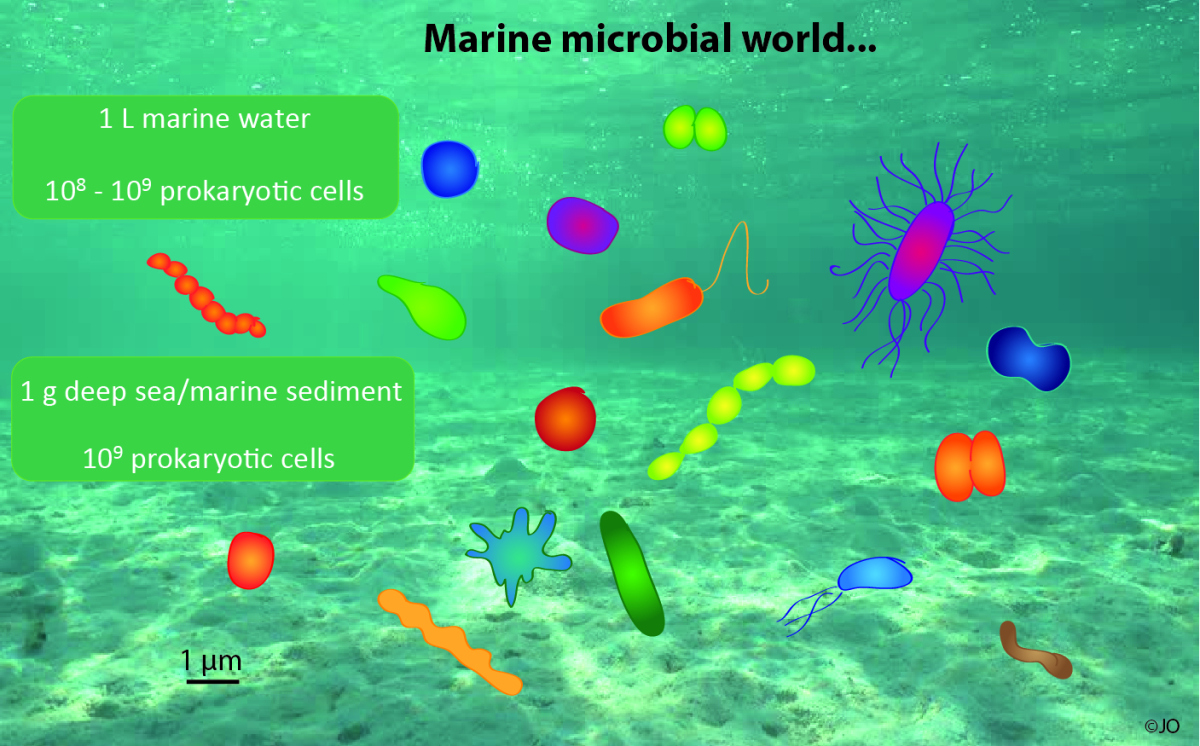 microbes