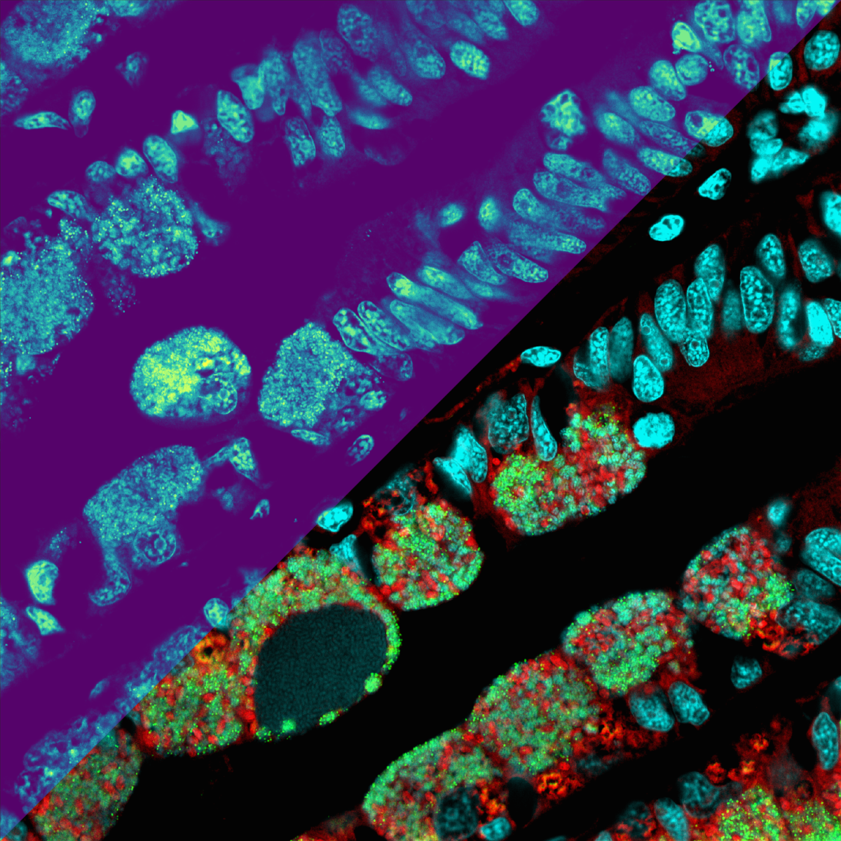 Die Metabolitenverteilungen als Heatmap (oberer linker Teil der Abbildung): je heller die Farbe, desto höher die Konzentration der Metabolite (Mikroskopie-MSI-Nachbildung zur Veranschaulichung). Die untere rechte Seite des Bildes zeigt mikroskopische Details der Mikroben (in Rot und Grün) und der Muschelzellkerne (Cyan). (© Max-Planck-Institut für Marine Mikrobiologie / B. Geier)