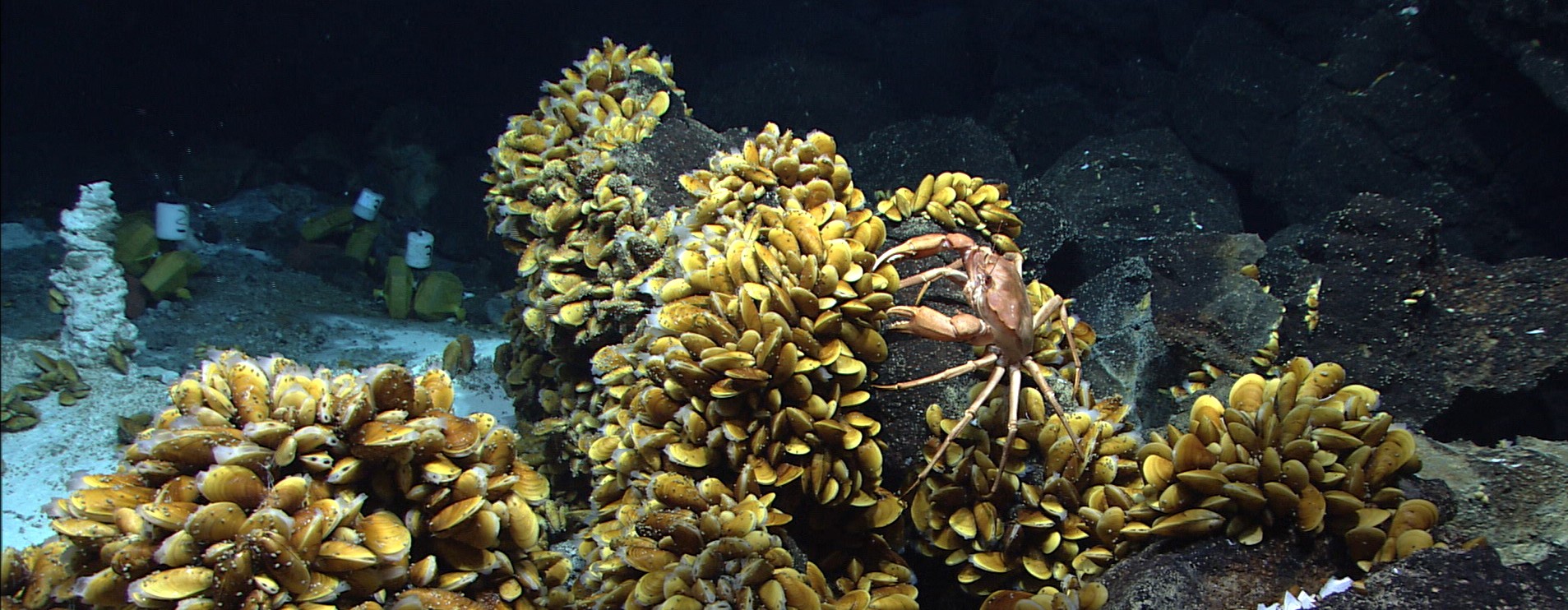 Bathymodiolus-Muscheln und andere Bewohner der Hydrothermalquellen am Mittelatlantischen Rücken vor der Küste der Azoren. (© MARUM – Zentrum für Marine Umweltwissenschaften, Universität Bremen)