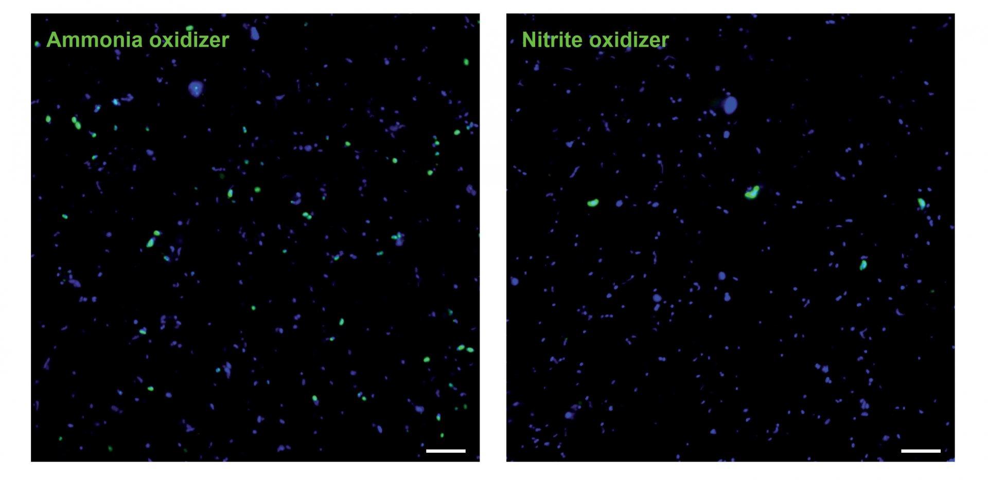 Einzelzell-Aufnahmen von Ammoniak-oxidierenden Archaeen und Nitrit-oxidierenden Nitrospinae in der Umwelt: (links) zeigt die Häufigkeit Ammoniak-oxidierender Archaeen (grün) und andere Mikroorganismen (blau); (rechts) zeigt die Häufigkeit Nitrit-oxidierender Nitrospinae und andere Mikroorganismen. Die unterschiedliche Häufigkeit und Größe kann klar erkannt werden. (© Max-Planck-Institut für Marine Mikrobiologie/K. Kitzinger)