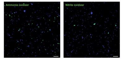Einzelzell-Aufnahmen von Ammoniak-oxidierenden Archaeen und Nitrit-oxidierenden Nitrospinae in der Umwelt: (links) zeigt die Häufigkeit Ammoniak-oxidierender Archaeen (grün) und andere Mikroorganismen (blau); (rechts) zeigt die Häufigkeit Nitrit-oxidierender Nitrospinae und andere Mikroorganismen. Die unterschiedliche Häufigkeit und Größe kann klar erkannt werden. (© Max-Planck-Institut für Marine Mikrobiologie/K. Kitzinger) Einzelzell-Aufnahmen von Ammoniak-oxidierenden Archaeen und Nitrit-oxidierenden Nitrospinae in der Umwelt: (links) zeigt die Häufigkeit Ammoniak-oxidierender Archaeen (grün) und andere Mikroorganismen (blau); (rechts) zeigt die Häufigkeit Nitrit-oxidierender Nitrospinae und andere Mikroorganismen. Die unterschiedliche Häufigkeit und Größe kann klar erkannt werden. (© Max-Planck-Institut für Marine Mikrobiologie/K. Kitzinger)