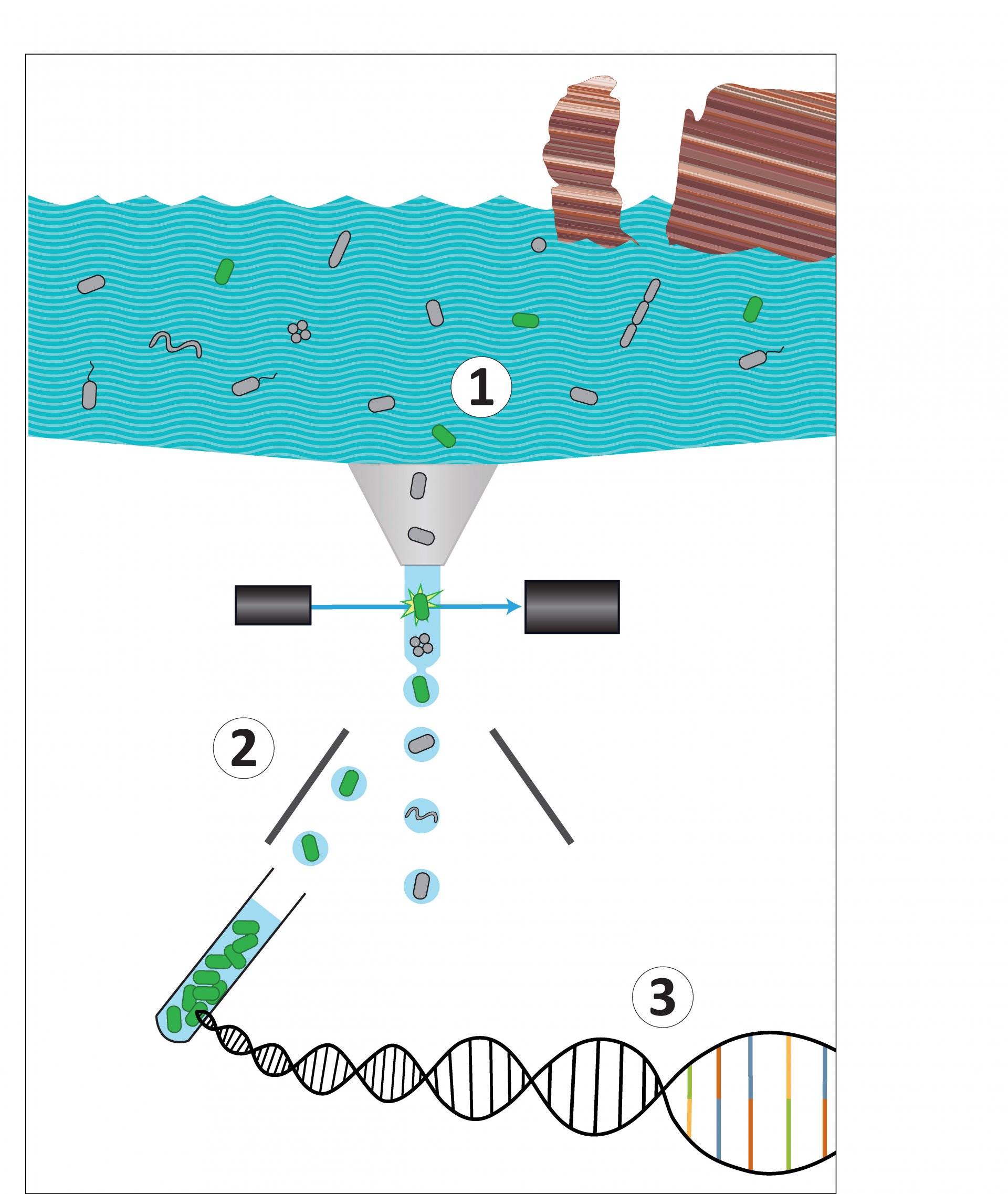 Wir kombinieren mehrere Methoden zur spezifischen Anreicherung von Bakterien: (1) Wir färben mit FISH eine bestimmte Bakterienart aus unserer Helgoland-Wasserprobe an. (2) Anhand dieses Signals werden nur hybridisierte (=leuchtende) Zellen mit dem Durchflusszytometer aussortiert. (3) Die DNA dieser Anreicherung wird dann sequenziert und weiter analysiert. (© Max-Planck-Institut für Marine Mikrobiologie, A. Grieb)