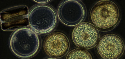 Coscinodiscus wailesii ist eine Mikroalge, die zu der Familie der Kieselalgen gehört und die Algenblüten bilden und erhebliche Mengen an langkettigen Zuckern produzieren. Die Forschungsgruppe Marine Glycobiologie untersucht den Umsatz und die Rolle dieser Zucker im Kohlenstoff-Kreislauf. (© Max-Planck-Institut für Marine Mikrobiologie/ C. Robb) Coscinodiscus wailesii ist eine Mikroalge, die zu der Familie der Kieselalgen gehört und die Algenblüten bilden und erhebliche Mengen an langkettigen Zuckern produzieren. Die Forschungsgruppe Marine Glycobiologie untersucht den Umsatz und die Rolle dieser Zucker im Kohlenstoff-Kreislauf. (© Max-Planck-Institut für Marine Mikrobiologie/ C. Robb)