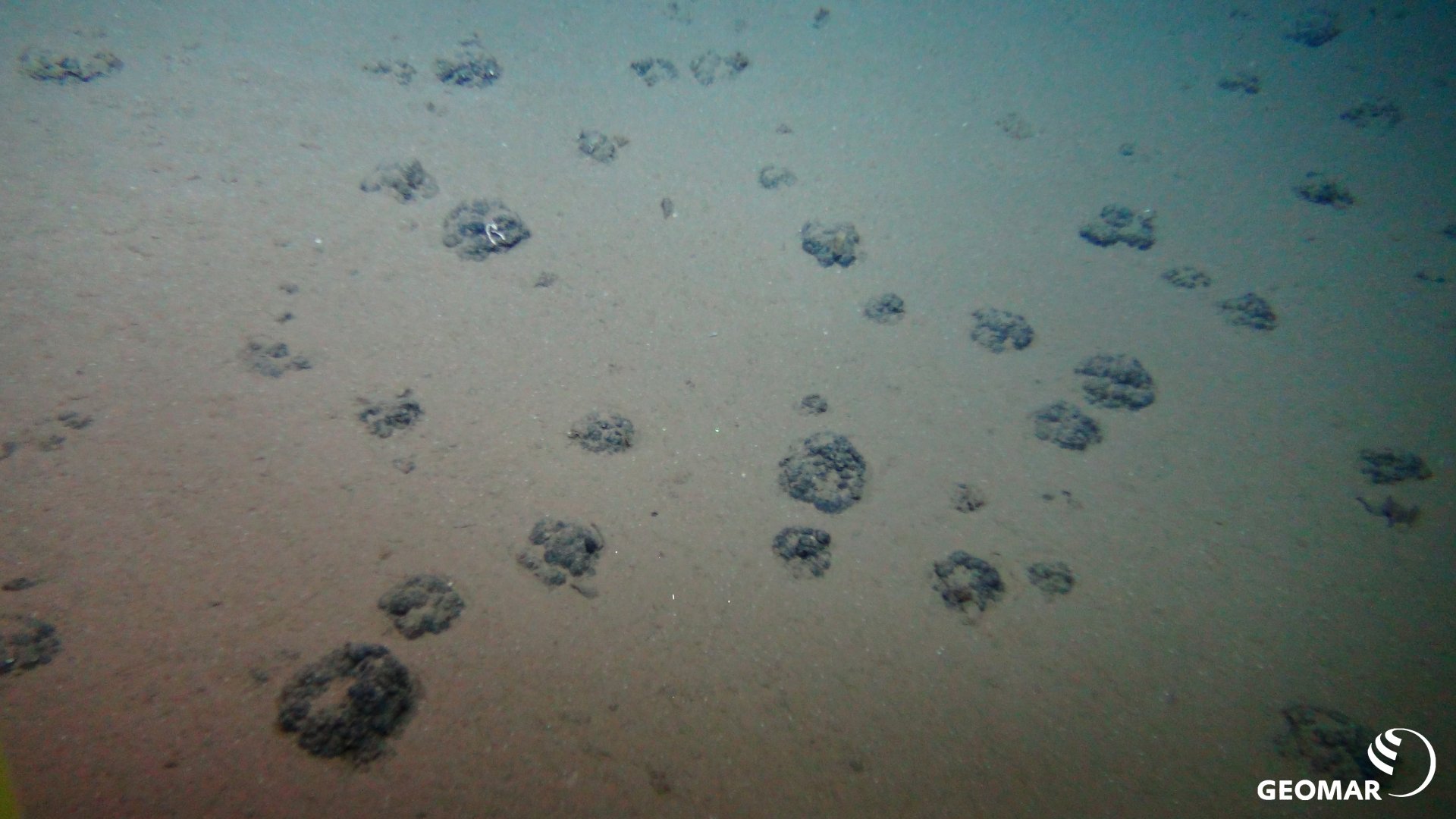 Ungestörter Meeresboden mit der für das DISCOL-Gebiet typischen, geringen Manganknollendichte (Quelle: ROV-Team/GEOMAR)