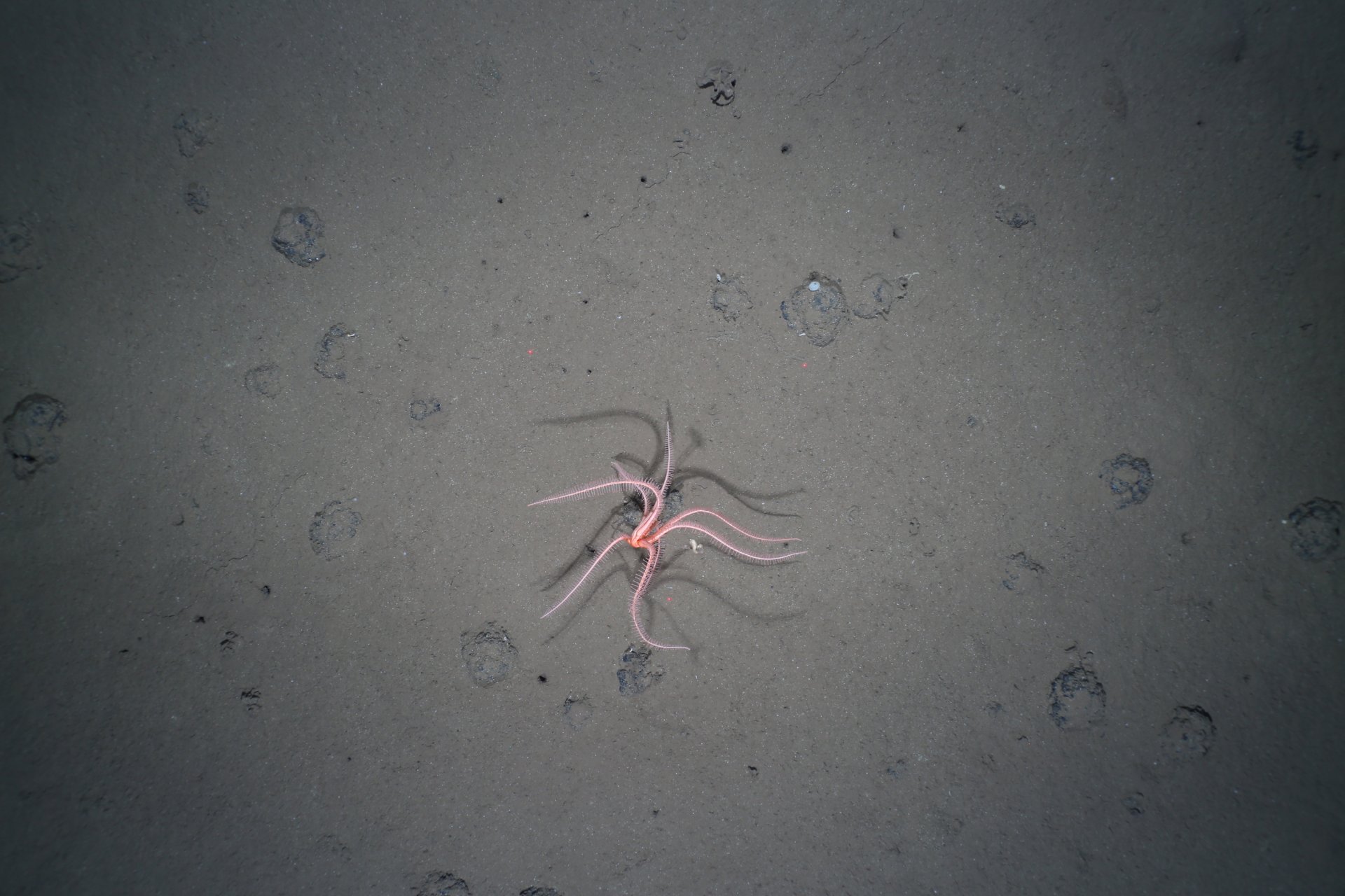 A brisingiid starfish utilises a stalk attached to a nodule to obtain a higher filtering height in the water column. (Source: OFOS-Team/AWI)
