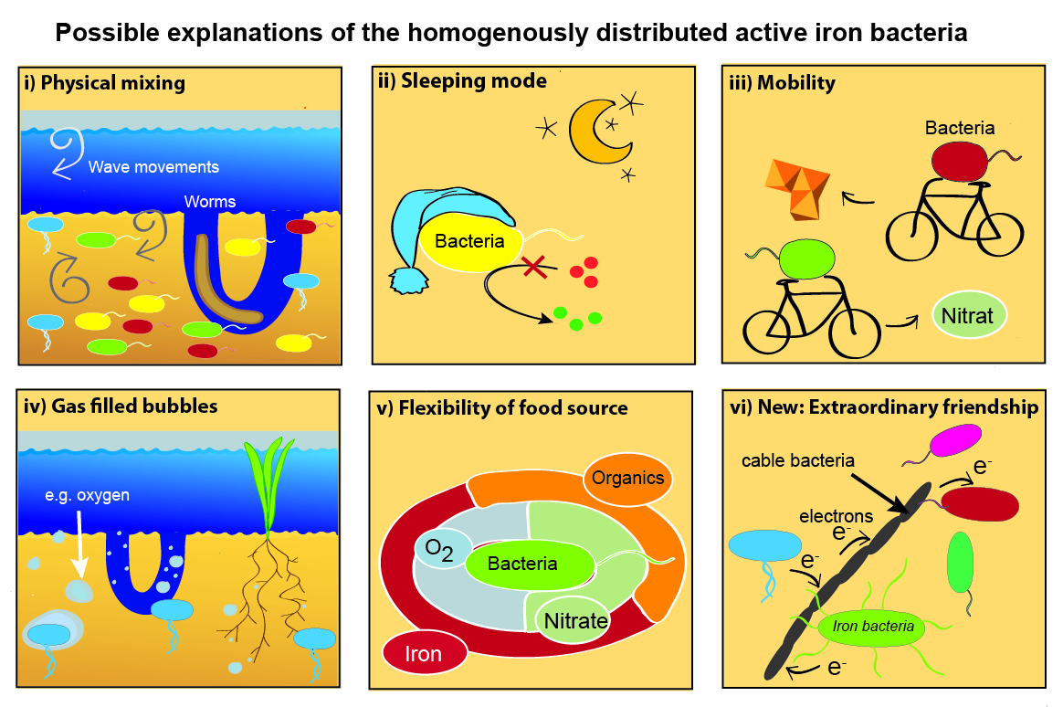 Iorn Bacteria