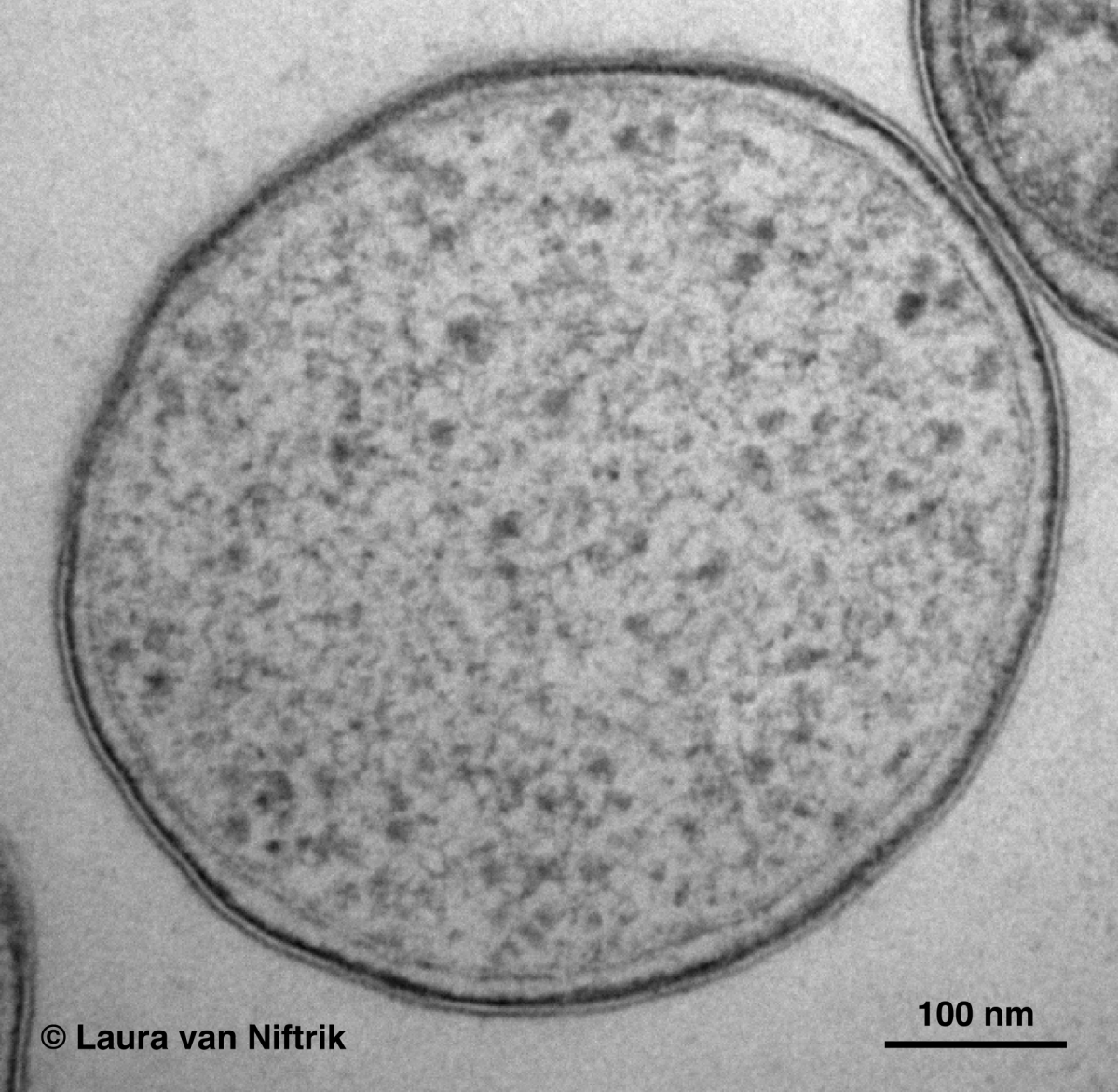 Unscheinbar, aber doch sehr bemerkenswert: Eine Zelle von Methylacidiphilum fumariolicum unter dem Elektronenmikroskop. (© Laura van Niftrik)