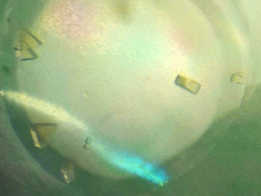 Bilder von F420H2-Oxidase-Kristallen mit einer typischen Größe von 0,1 mm. Zusammen mit Sauerstoff geben das Eisen und Flavin im Inneren des Enzyms den Kristallen die natürliche gelbe Farbe.