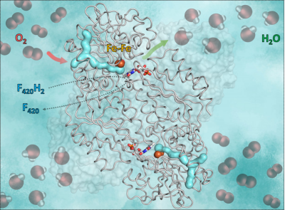 Diese Grafik zeigt das Enzym F420-Oxidase und seine Wirkungsweise. Der hellblaue y-förmige Teil ist der Gas-Kanal. Der rote Pfeil zeigt den Weg des Sauerstoffs in die eisenhaltige, katalytische Höhle. Der grüne Pfeil symbolisiert den Weg des Wassers aus der Höhle hinaus. Die blau-roten Stäbchen in der Mitte zeigen, wie das Flavin (FMN) Elektronen aus dem reduzierten Ko-Enzym F420 aufnimmt, das den zur Umwandlung des Sauerstoffs in Wasser notwendigen Wasserstoff liefert. Diese Grafik zeigt das Enzym F420-Oxidase und seine Wirkungsweise. Der hellblaue y-förmige Teil ist der Gas-Kanal. Der rote Pfeil zeigt den Weg des Sauerstoffs in die eisenhaltige, katalytische Höhle. Der grüne Pfeil symbolisiert den Weg des Wassers aus der Höhle hinaus. Die blau-roten Stäbchen in der Mitte zeigen, wie das Flavin (FMN) Elektronen aus dem reduzierten Ko-Enzym F420 aufnimmt, das den zur Umwandlung des Sauerstoffs in Wasser notwendigen Wasserstoff liefert.