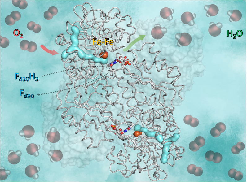 Diese Grafik zeigt das Enzym F420-Oxidase und seine Wirkungsweise. Der hellblaue y-förmige Teil ist der Gas-Kanal. Der rote Pfeil zeigt den Weg des Sauerstoffs in die eisenhaltige, katalytische Höhle. Der grüne Pfeil symbolisiert den Weg des Wassers aus der Höhle hinaus. Die blau-roten Stäbchen in der Mitte zeigen, wie das Flavin (FMN) Elektronen aus dem reduzierten Ko-Enzym F420 aufnimmt, das den zur Umwandlung des Sauerstoffs in Wasser notwendigen Wasserstoff liefert. 