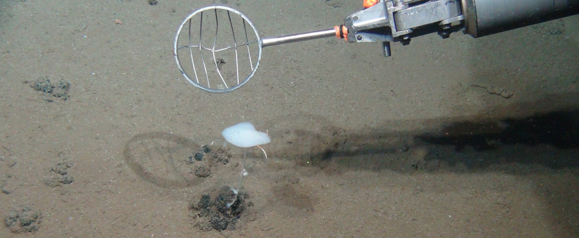 Sampling in the DISCOL area. Some larger animals recover faster than microbes. However, especially organisms living attached to manganese nodules, such as this stalked sponge, might be very vulnerable. (© ROV-Team/GEOMAR)