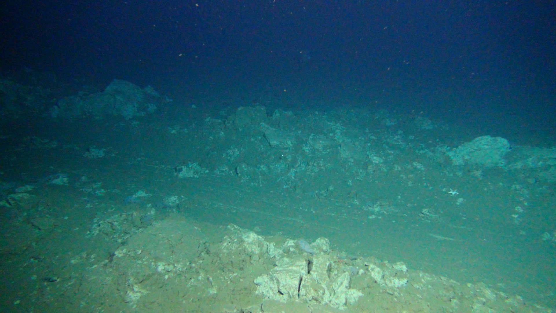 Plough tracks are still clearly visible on the seafloor of the DISCOL area 26 years after the disturbance.  (© ROV-Team/GEOMAR)