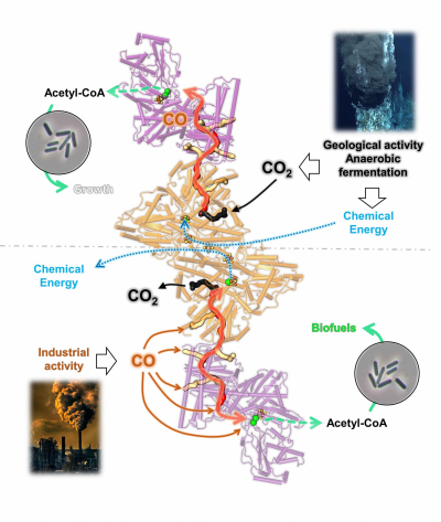 Bidirektionalität des CODH/ACS-Komplexes von C. autoethanogenum (© Max-Planck-Institut für Marine Mikrobiologie, T. Wagner und O. Lemaire) Bidirektionalität des CODH/ACS-Komplexes von C. autoethanogenum (© Max-Planck-Institut für Marine Mikrobiologie, T. Wagner und O. Lemaire)