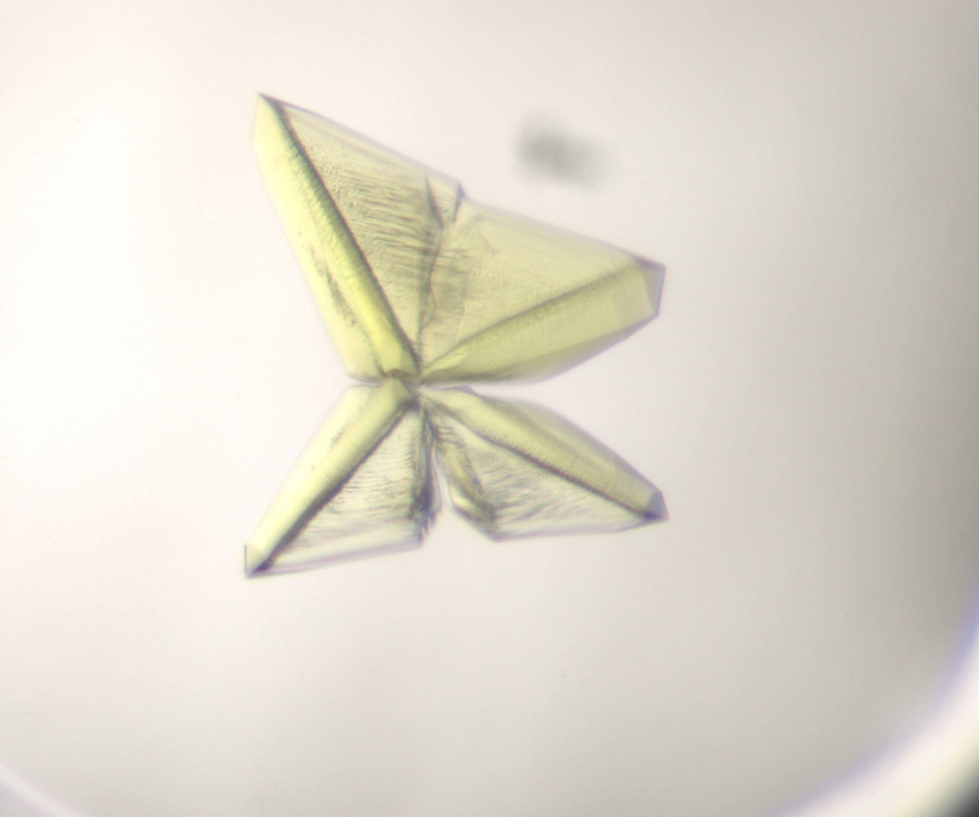 A protein crystal (© Max-Planck-Institut für Marine Mikrobiologie, Bremen / Olivier Lemaire)